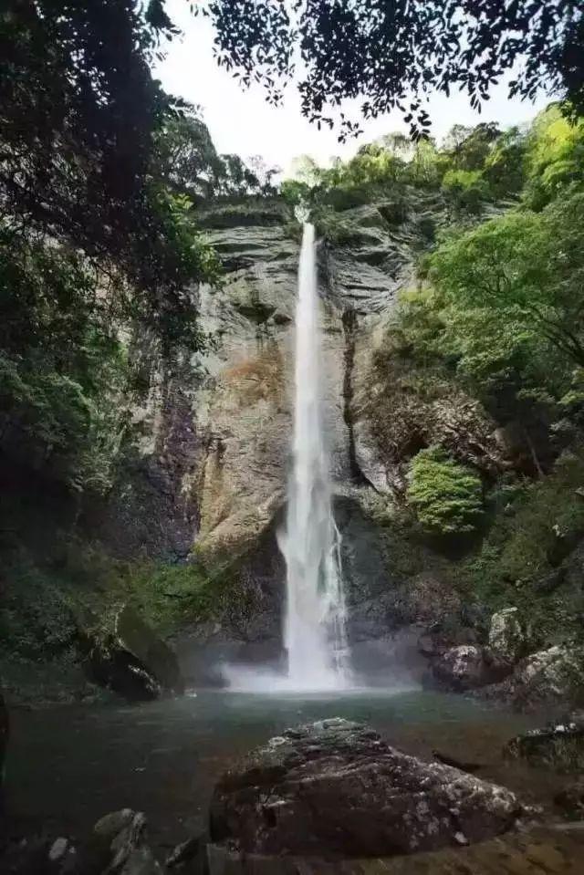 《一方灵田》霸王树种植方法